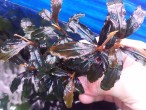 bucephalandra sp. cherish 3.jpg