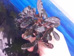 bucephalandra sp. lamandau purple.jpg