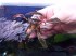 bucephalandra sp. metallic wave..jpg