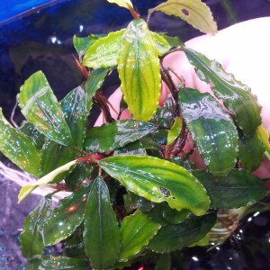 bucephalandra sp. shine green sokan 4.jpg