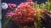 copy_189_copy_995_DSC00974.jpg