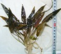copy_343_cryptocoryne-beckettii.jpg