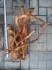 copy_494_DSC03806.jpg