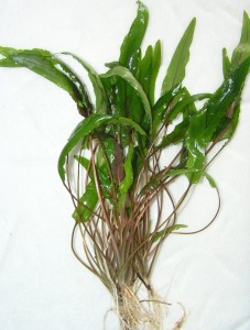 copy_631_cryptocoryne-wendtii.jpg