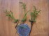 copy_77_baby-leaf.jpg