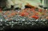 copy_914_copy_446_copy_441_DSC6028.jpg