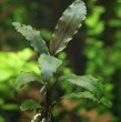 sp. Copper Leaf.JPG