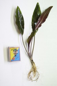 «Розанервиг».JPG