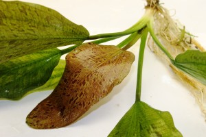 Изображение 2791.jpg