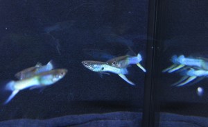 1IMG_7430.jpg