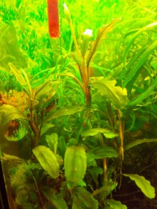 2015-05-24 16.12.52.jpg