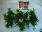 2015-05-25 14.43.25.jpg