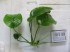 Anubias barteri var barteri_4531.JPG