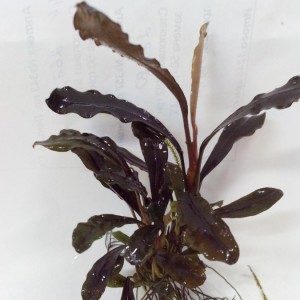 B green blue velvet.jpg