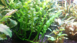 Bolbitis heteroclita cuspidata.jpg
