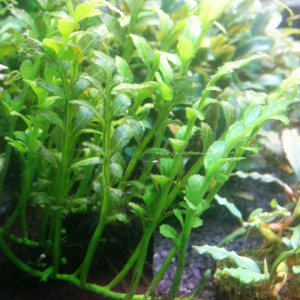Bolbitis heteroclita cuspidata.jpg