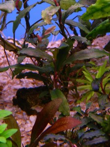 Bucephalandra sp. Copper Leaf Melawi, West Kalimantan .JPG