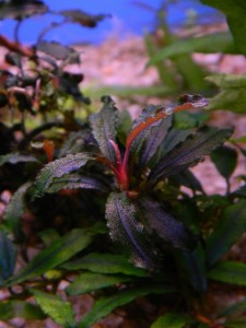 Bucephalandra sp. Kedagang.JPG