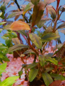 Bucephalandra sp. Silver Powder.jpg