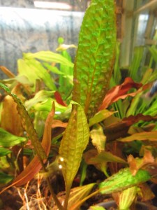 Cryptocoryne hudoroi01.JPG