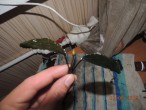 DSCN2468.JPG