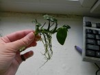 DSCN6745.JPG