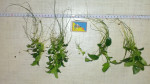 IMAG0258.jpg