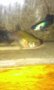 IMAG3107.jpg