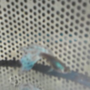 IMAG3174.jpg