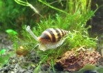 anentome-helena_4.jpg