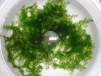 copy_112_copy_20_willow.jpg