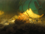 copy_15_copy_565_copy_954_copy_341_copy_28_copy_309_copy_945_IMG_2463.gif