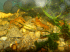 copy_313_copy_405_copy_663_copy_281_copy_101_copy_966_copy_155_IMG_2450.gif