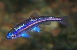 copy_352_copy_442_Notropis-chrosomus.jpg