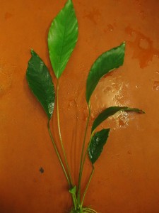 copy_455_copy_772_Anubias-sp-undulatus-latifolia12.jpg