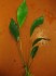 copy_455_copy_772_Anubias-sp-undulatus-latifolia12.jpg