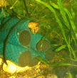 copy_58_copy_686_copy_705_copy_501_copy_22_copy_911_copy_913_IMG_2447.gif