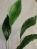 copy_59_copy_749_Anubias-sp-undulatus-latifolia08.jpg