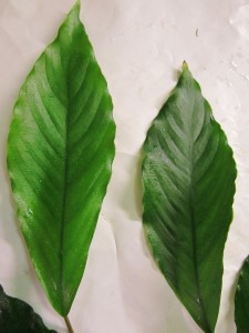 copy_746_copy_773_Anubias-sp-undulatus-latifolia10.jpg