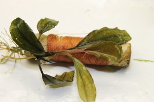 Изображение 2831.jpg