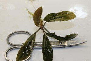 Изображение 2877.jpg