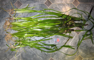 валлиснерия г.png