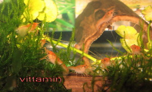 рак мандаринка777.jpg