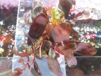 Bucephalandra sp. Gost Long leaf....jpg