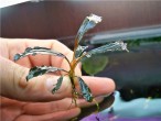 Bucephalandra sp.Brownie Blue.jpg
