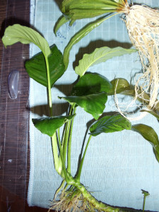DSC06144.JPG