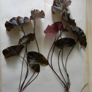 DSCN6978.JPG