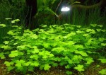 Hydrocotyle tripartita.jpg