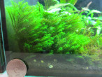 IMG_1138_новый размер.JPG