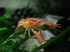 IMG_2524.gif